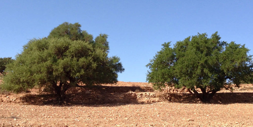 60Ml Pure Argan Oil, Light Scent - Moroccan Artisan